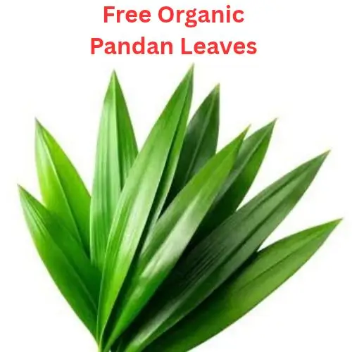 Free Pandan Leaves (1)
